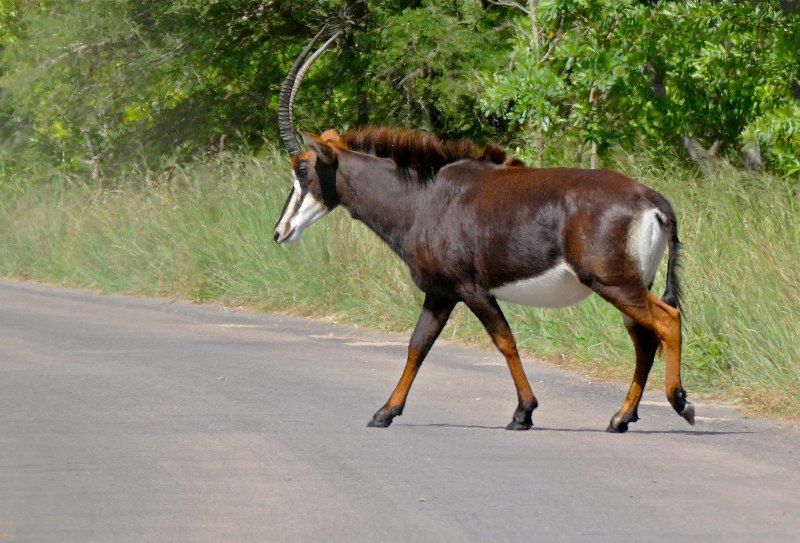 Вилорог (Antilocapra Americana) -