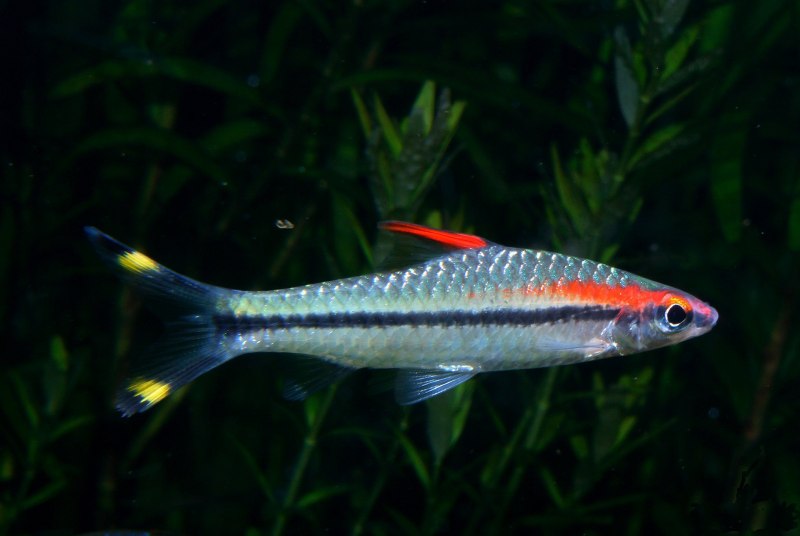 Dicrossus filamentosus