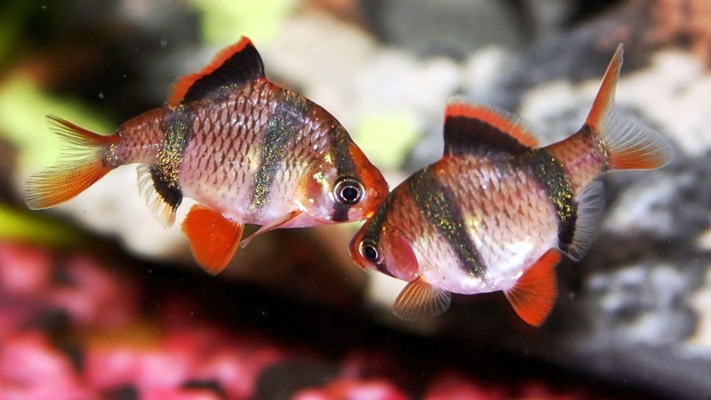 Барбус олиголепис (Oliotius oligolepis)