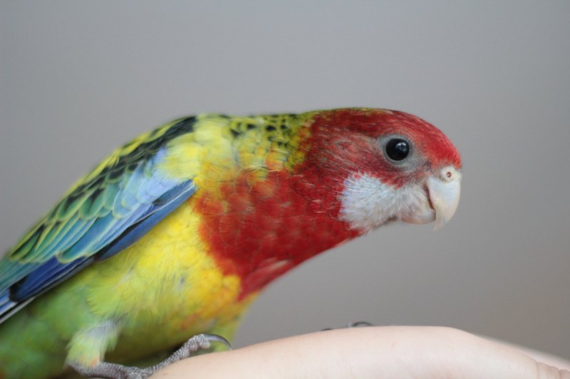 Рубиновая Розелла (Platycercus)