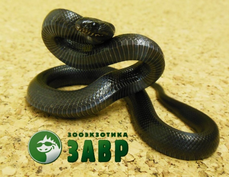 Lampropeltis getula
