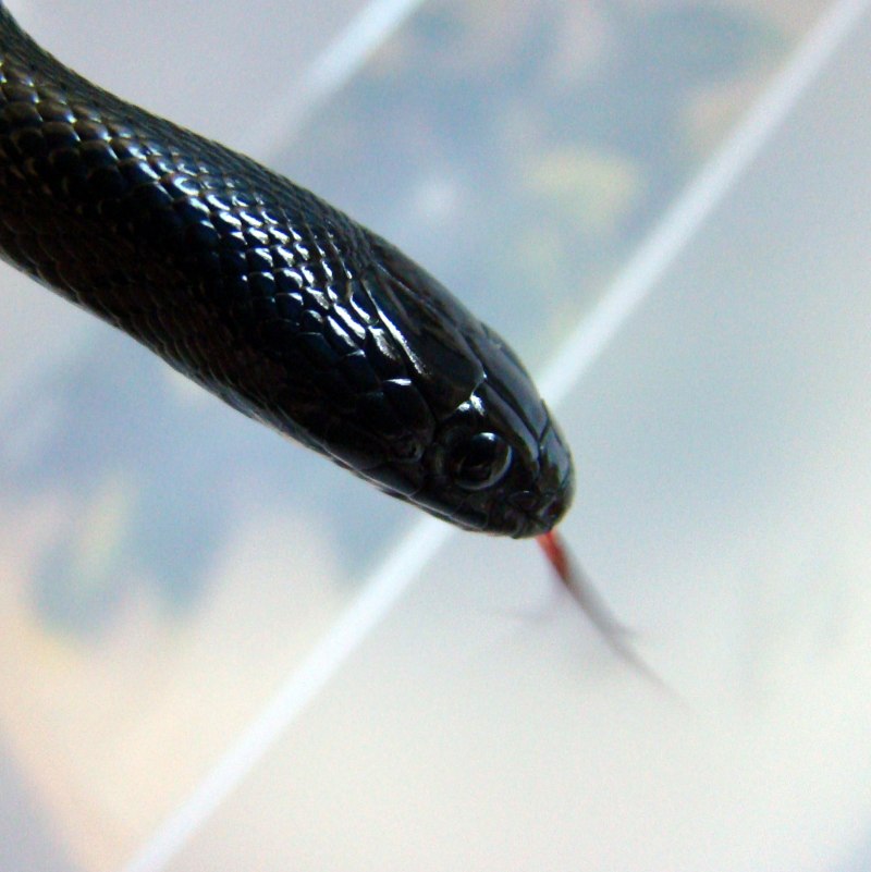 Lampropeltis getula holbrooki
