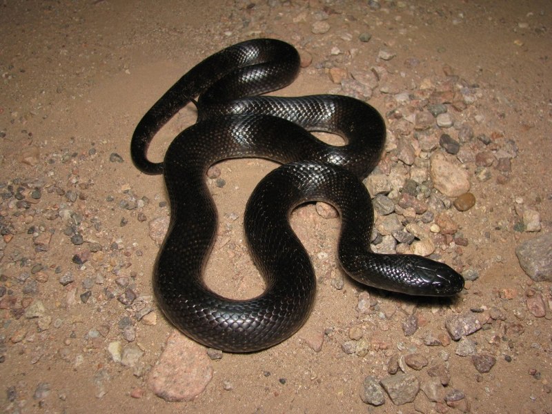 Змея Королевская Lampropeltis getula nitida