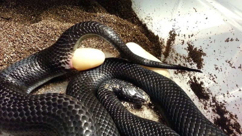 Lampropeltis polyzona