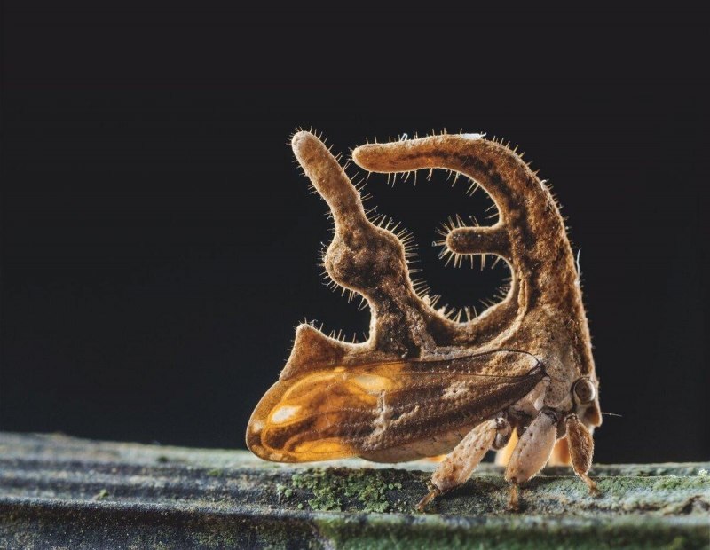 Жуки Umbonia spinosa
