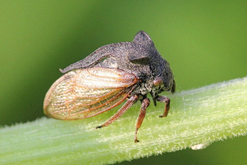 Бразильская Горбатка (Bocydium globulare)