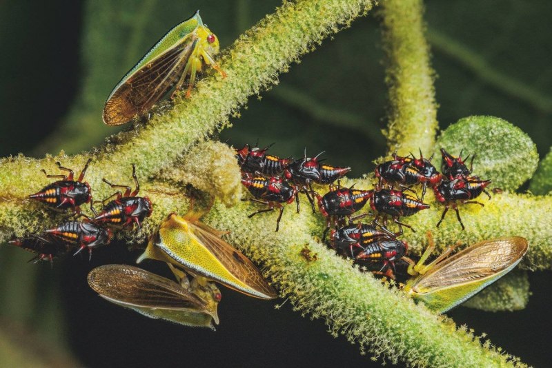 Жуки Umbonia spinosa