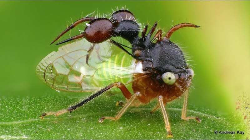Бразильская Горбатка (Bocydium globulare)