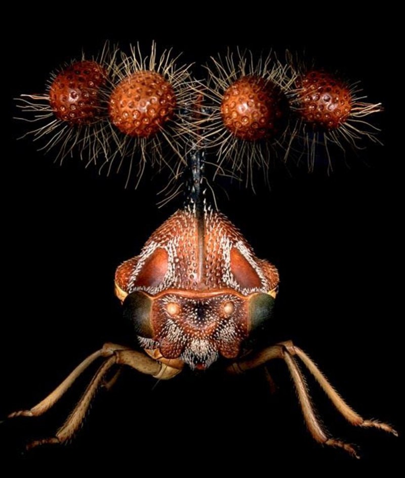 Горбатка Umbonia spinosa