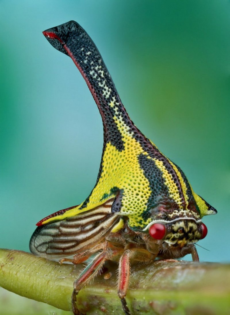 Жуки Umbonia spinosa