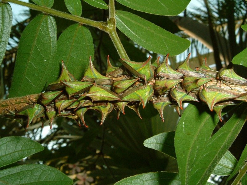Горбатка рогатая - Centrotus cornutus
