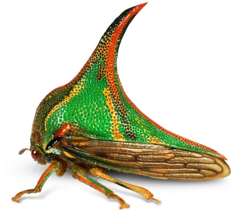 Жуки Umbonia spinosa