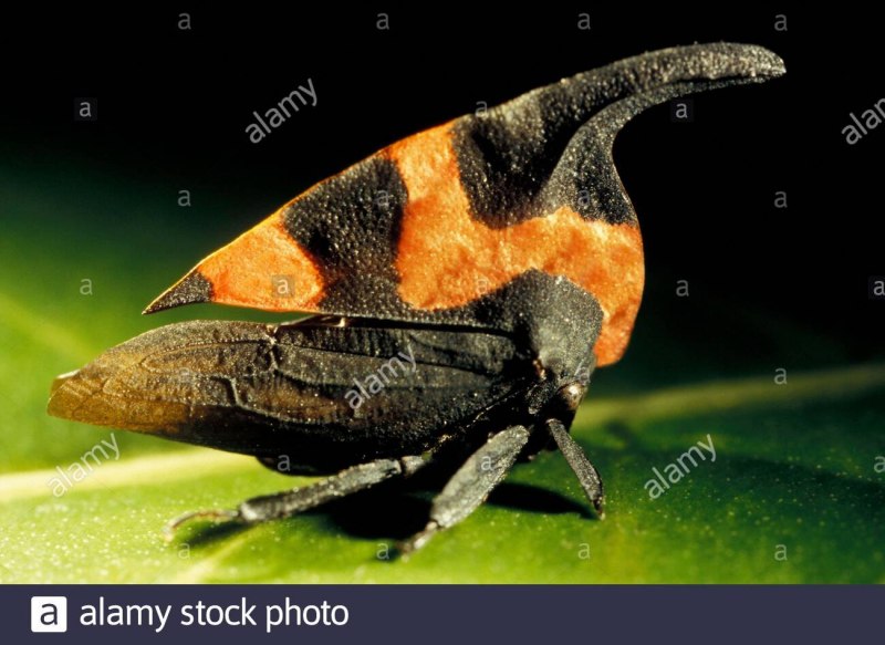 Cyphonia clavata