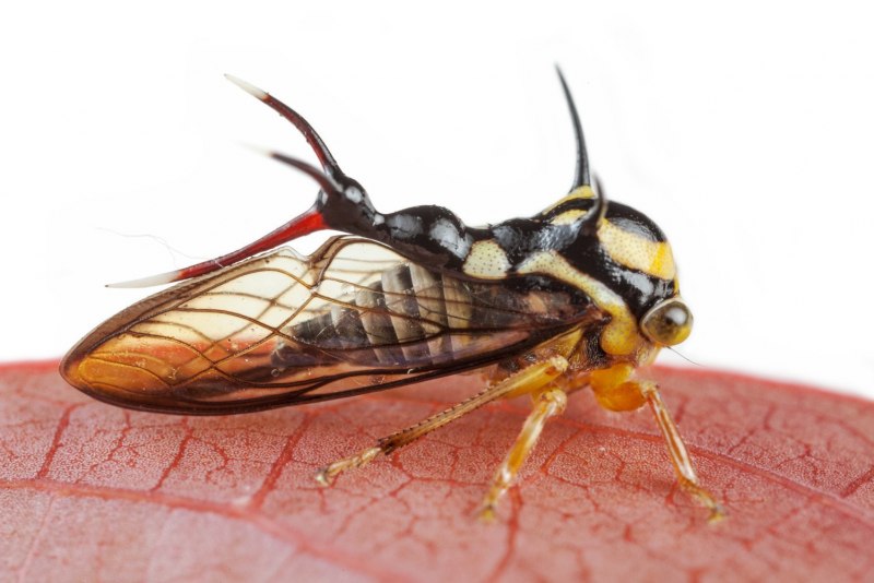 Stagmatoptera binotata
