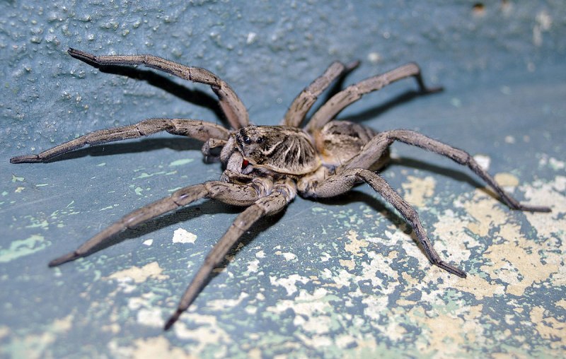 Паук Lycosa
