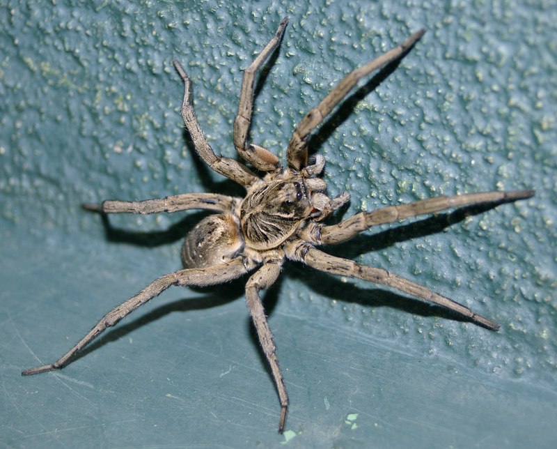 Lycosa leuckarti