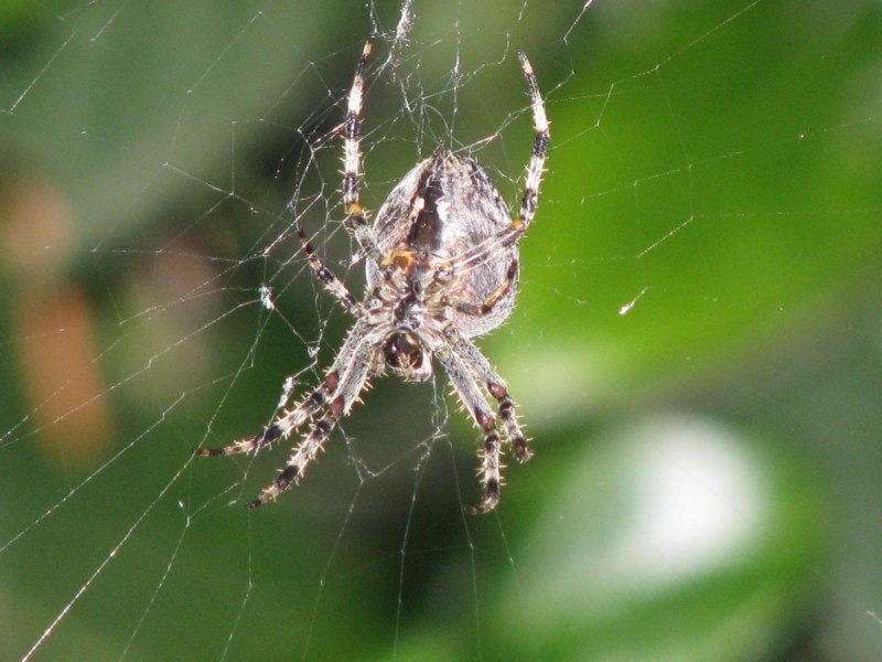 Lycosa erythrognatha