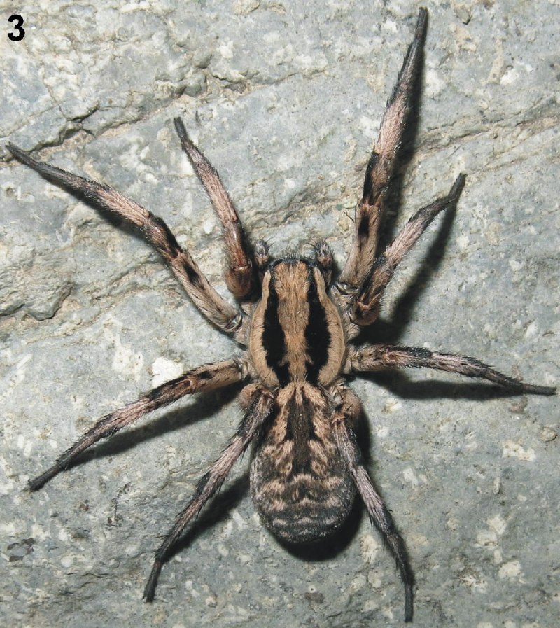 Lycosa aragogi