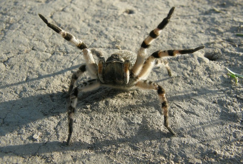 Lycosa singoriensis
