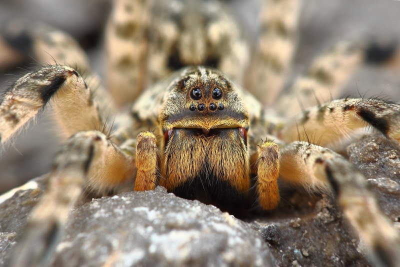Тарантул Lycosa Narbonensis