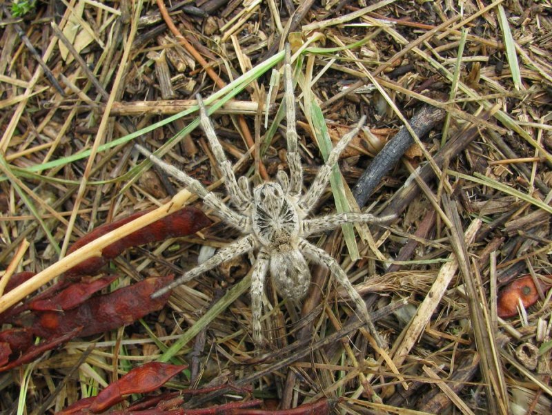 Тарантул Lycosa singoriensis