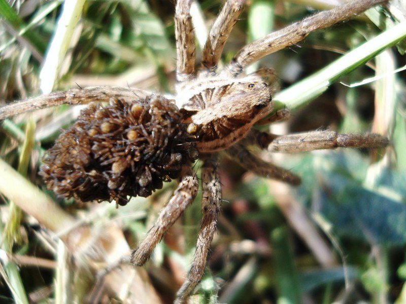 Lycosa erythrognatha