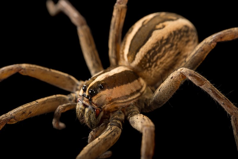 Тарантул Lycosa Narbonensis