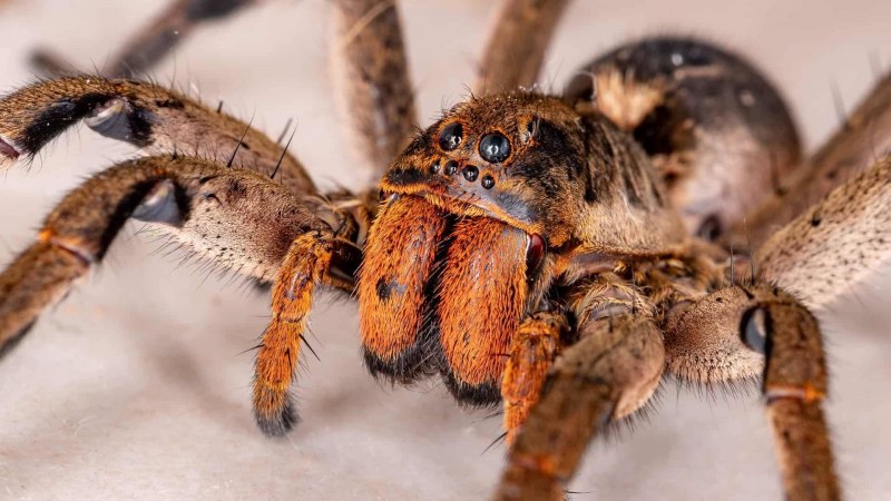 Тарантул Lycosa Narbonensis