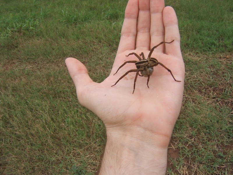 Lycosa praegrandis