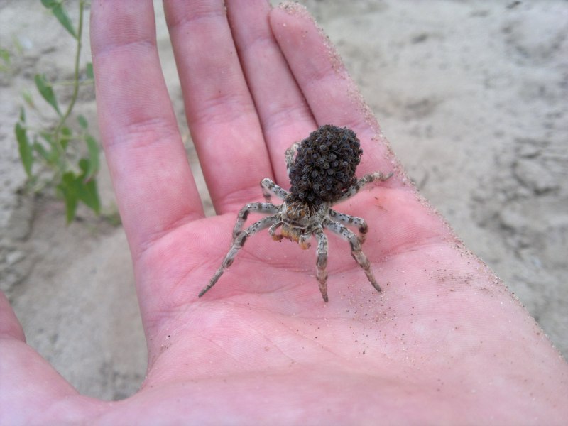 Паук каёмчатый охотник (Dolomedes fimbriatus)