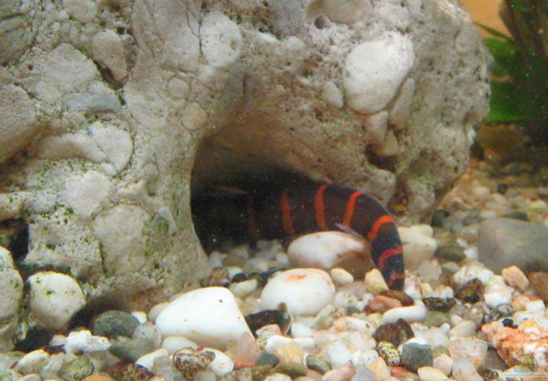 Botia Helodes
