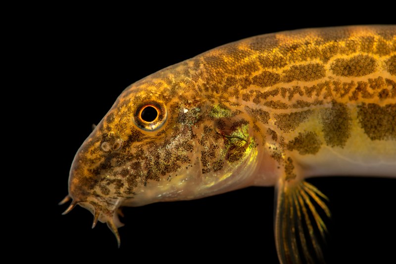 Misgurnus anguillicaudatus