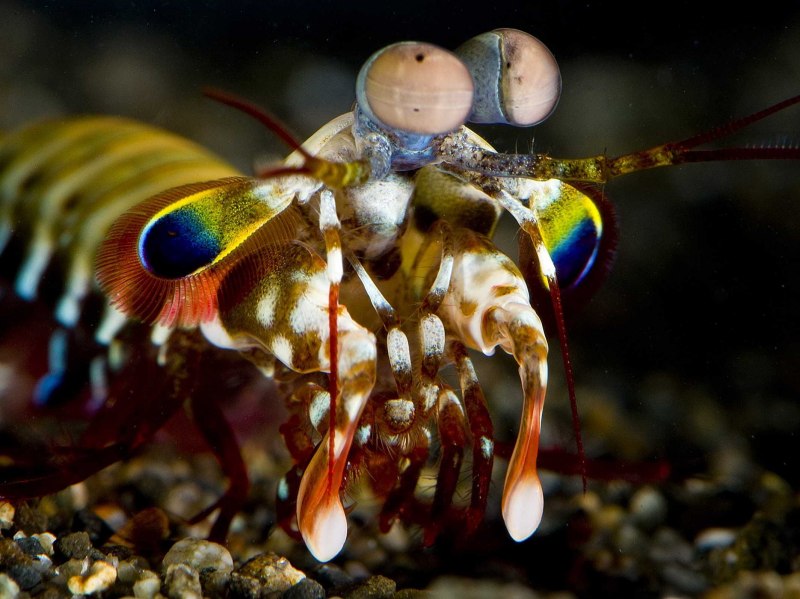 Odontodactylus scyllarus павлиновая креветка