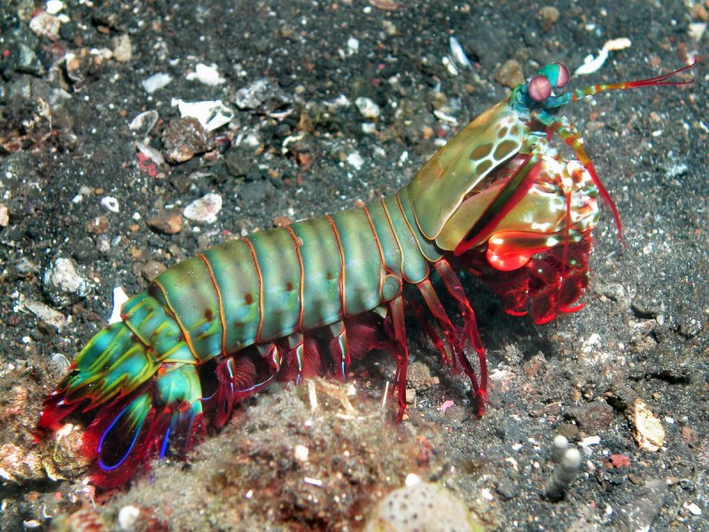 Odontodactylus scyllarus павлиновая креветка