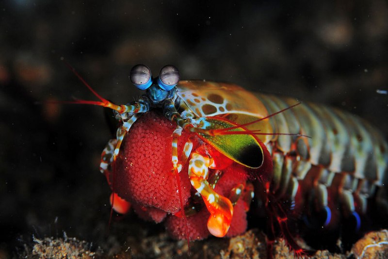 Креветка Odontodactylus scyllarus