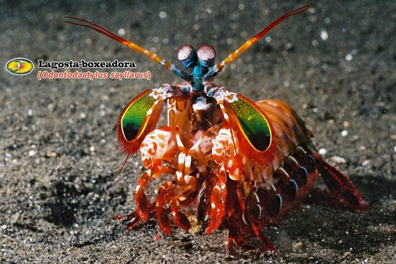 Odontodactylus scyllarus