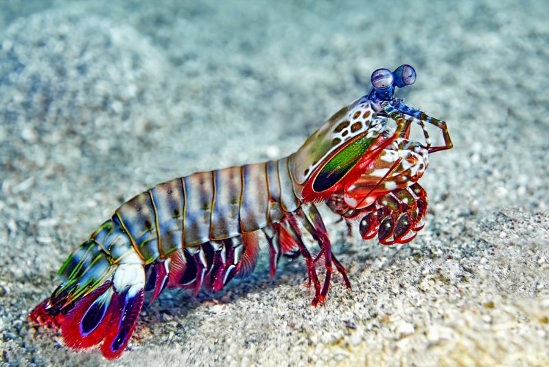Креветка Odontodactylus scyllarus