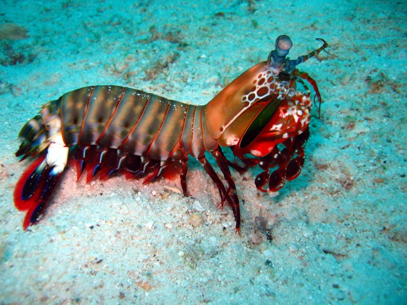 Креветка Odontodactylus scyllarus
