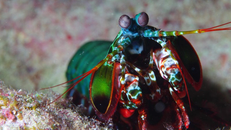 Odontodactylus scyllarus