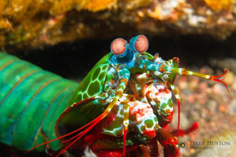 Odontodactylus scyllarus павлиновая креветка
