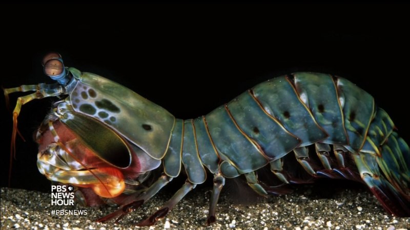 Odontodactylus scyllarus