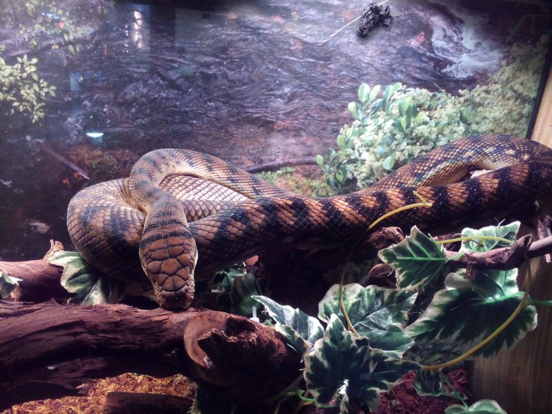 Лучистая змея Xenopeltis Unicolor