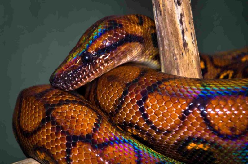 Snake Sweet