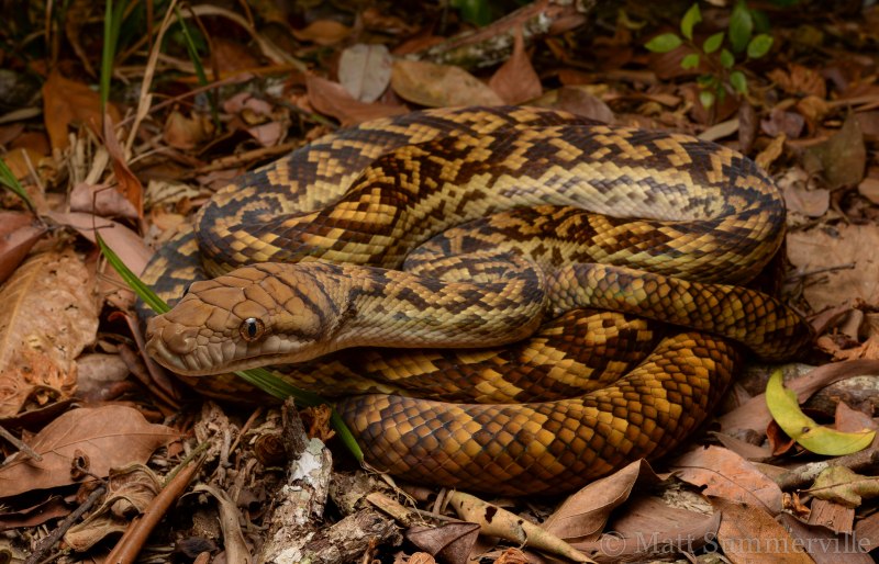 Morelia amethistina