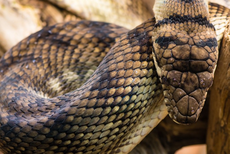 Amethystine Python