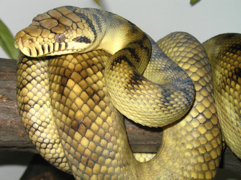Morelia amethistina