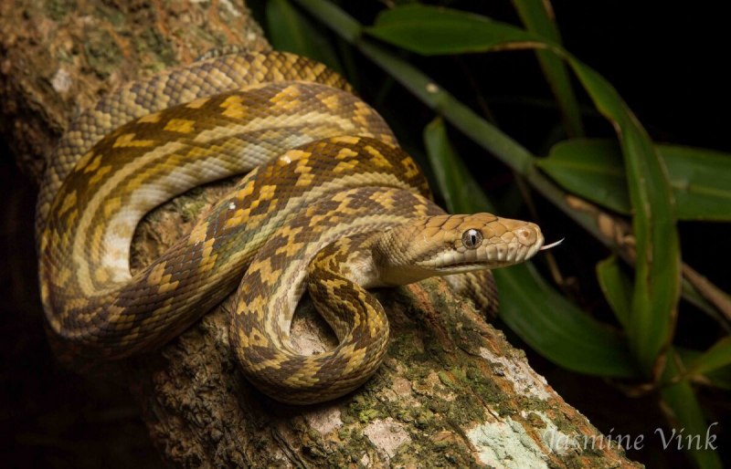 Аметистовый питон (Morelia amethistina)