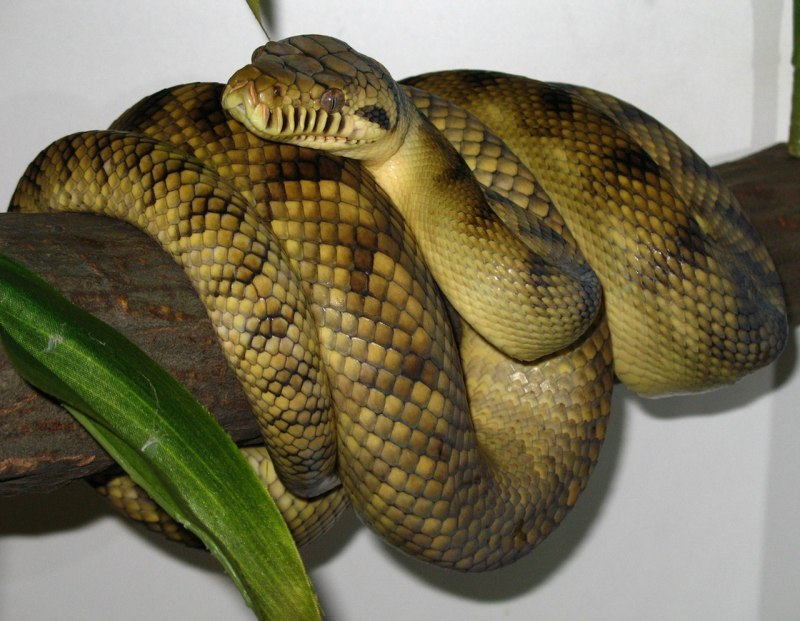 Morelia amethistina