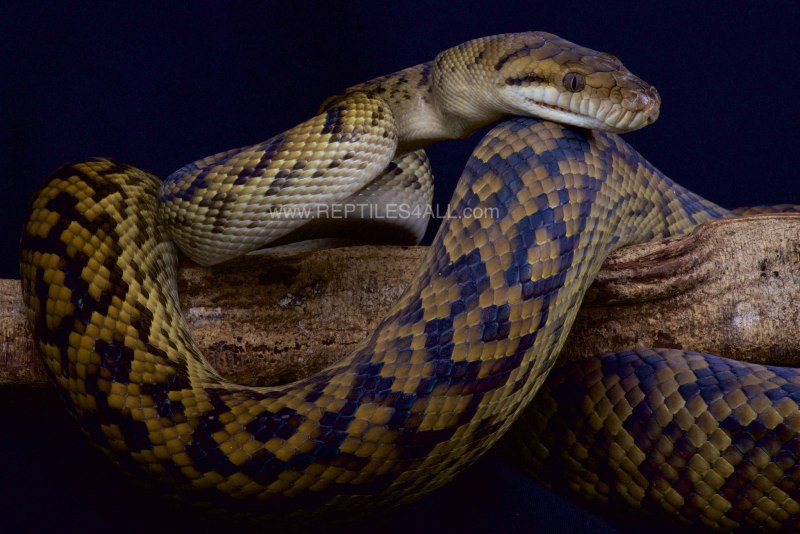 Amethystine Python