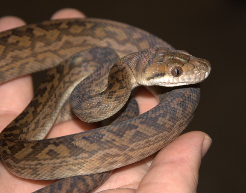 Morelia amethistina